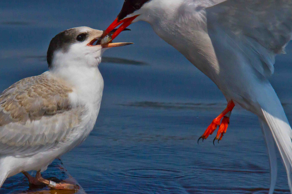 Tern feeding its chick