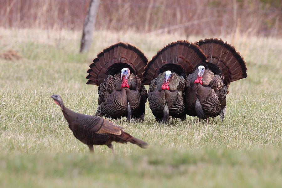 Spring turkey season will open April 15. Hunters should practice social distancing to slow the spread of COVID-19 - Photo credit: Contributed