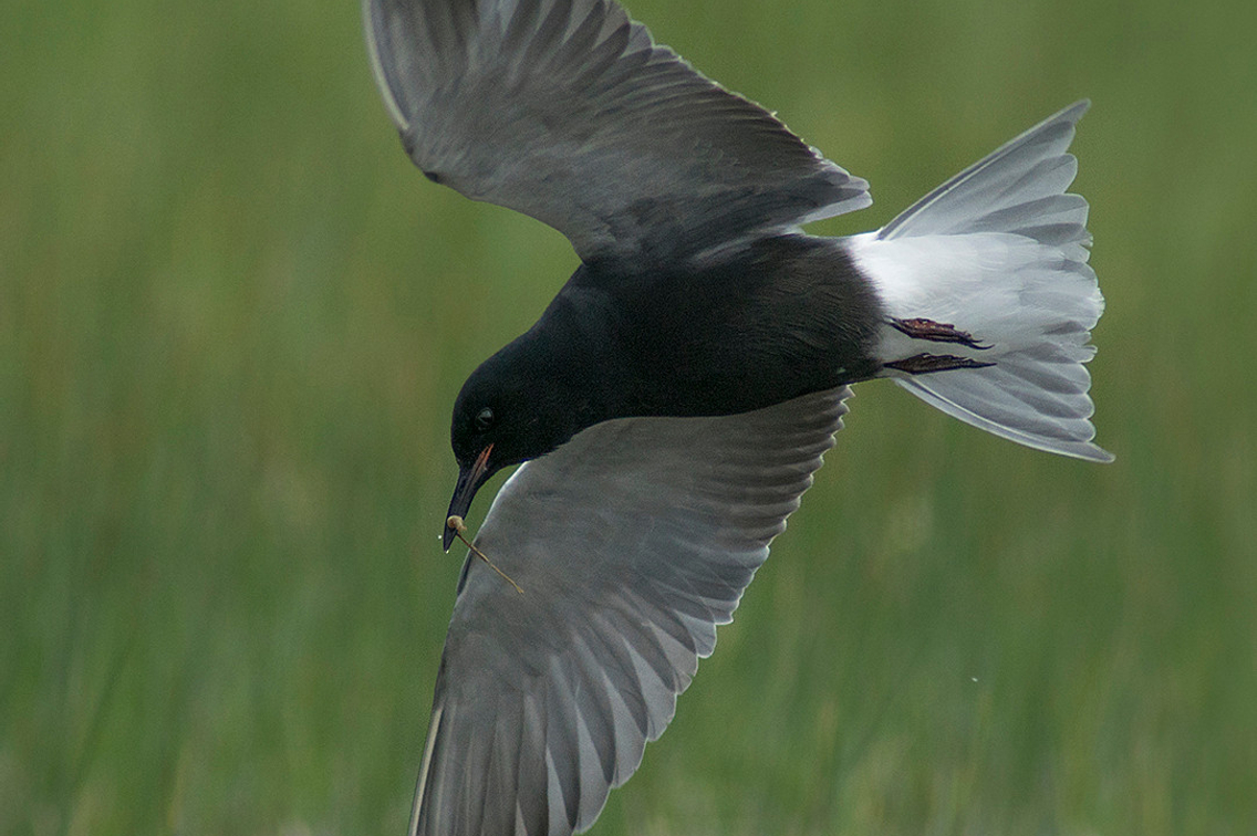 Tern in flight against a grassy background