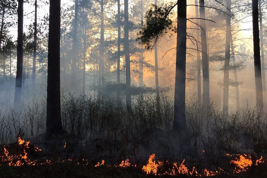 a prescribed burn with small flames and smoke takes place in a forested area