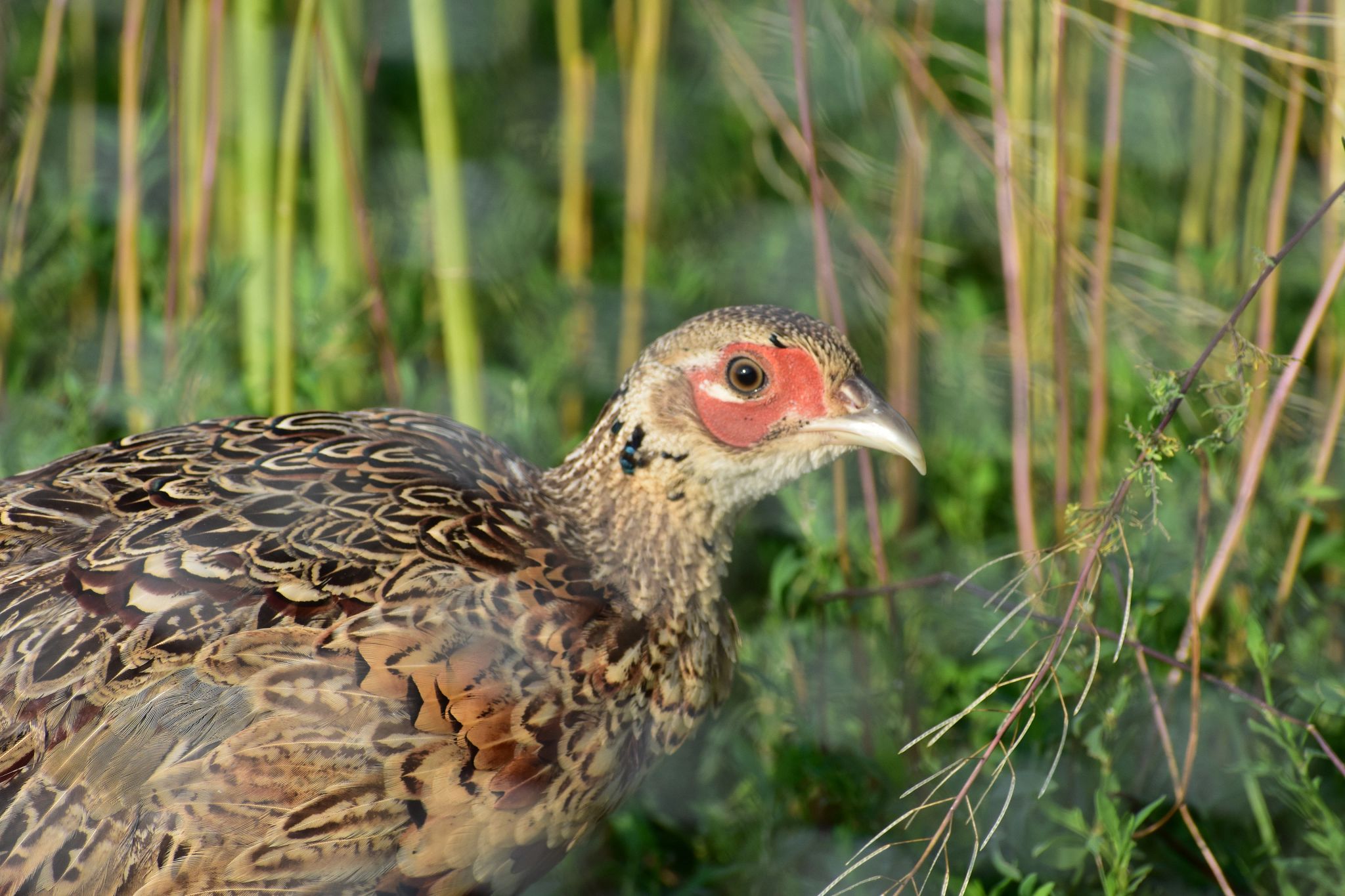 State Game Farm Wisconsin DNR