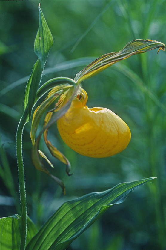 Yellow lady's slipper orchid