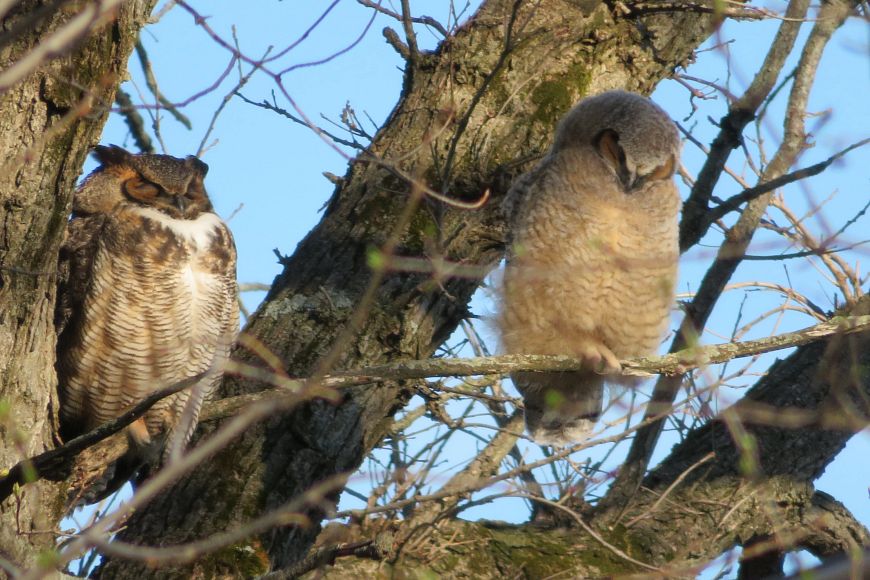 great horned owl and owlet in a tree