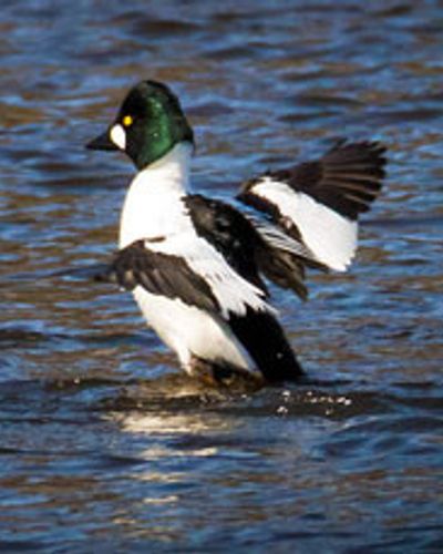 male common goldeneye duck