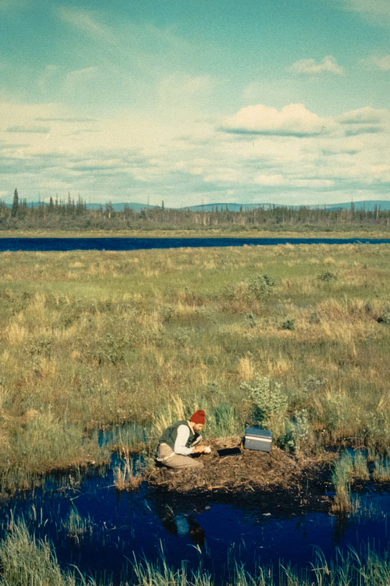 Photo of Alaskan landscape with man in foreground kneeling at swan nest