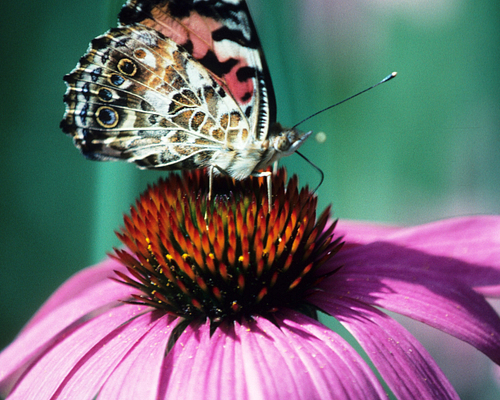 American-Painted-Lady