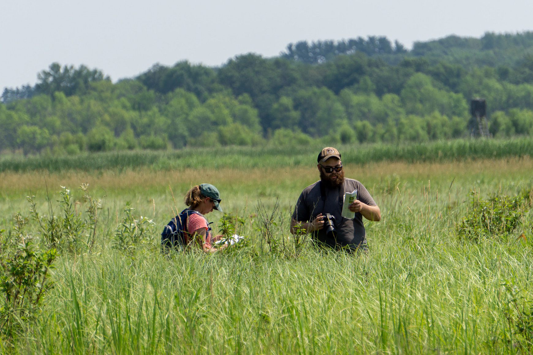 Man and woman in field of tall prairie grass surveying for butterflies