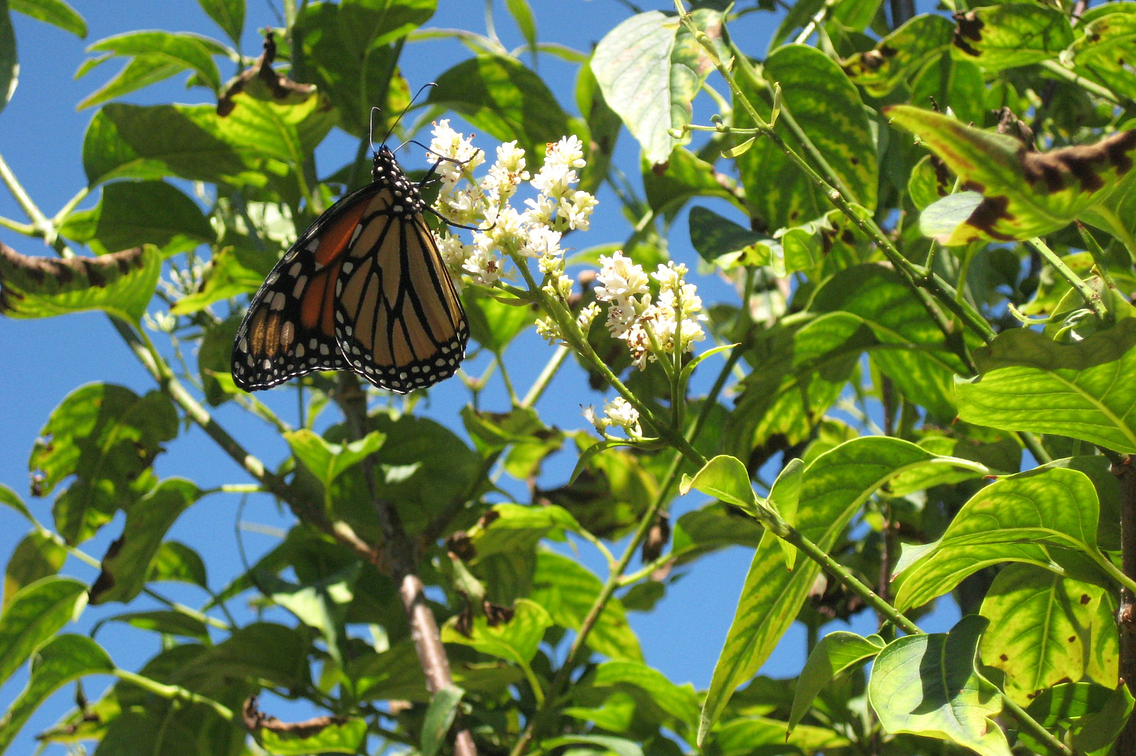 Photo of a monarch butterfly on a white blossom