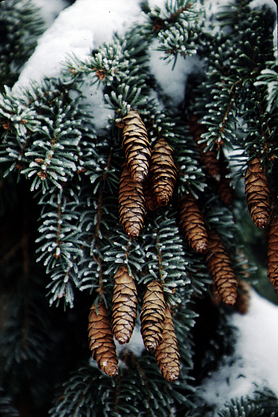 Snow-covered spruce branch with cones