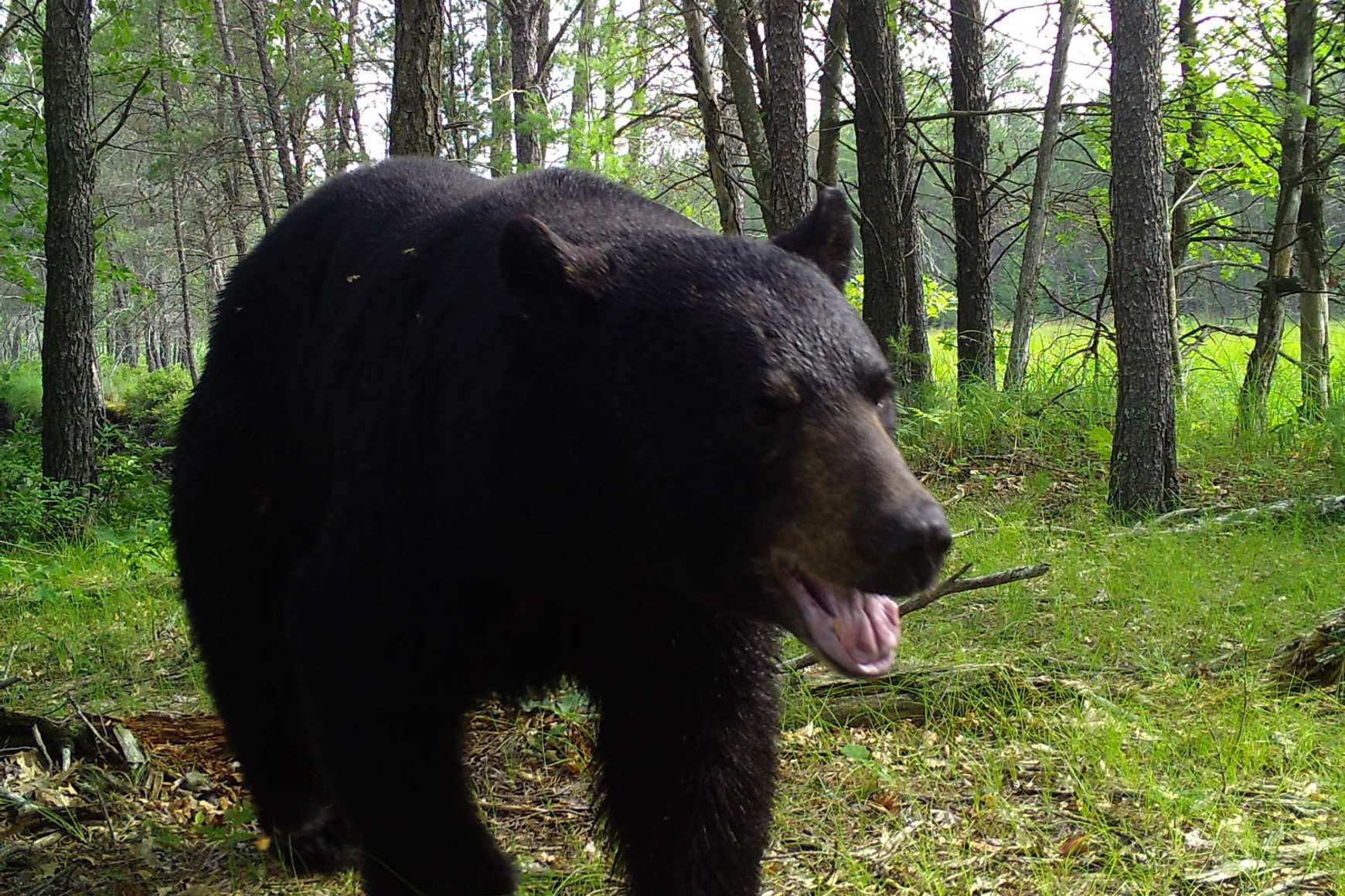 Closeup of big black bear walking in forest