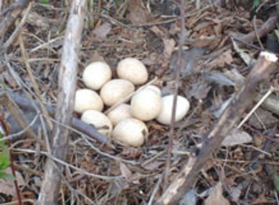 turkey eggs in a nest