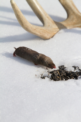 Shrew sitting next to a shed antler in snowy setting