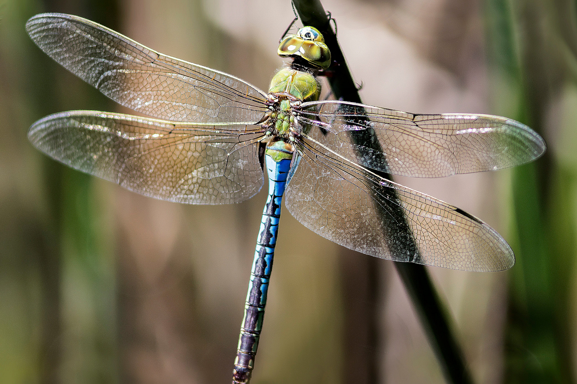 blue and green dragonfly