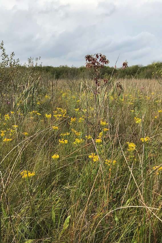 A scene showing yellow flowers growing in a wetland