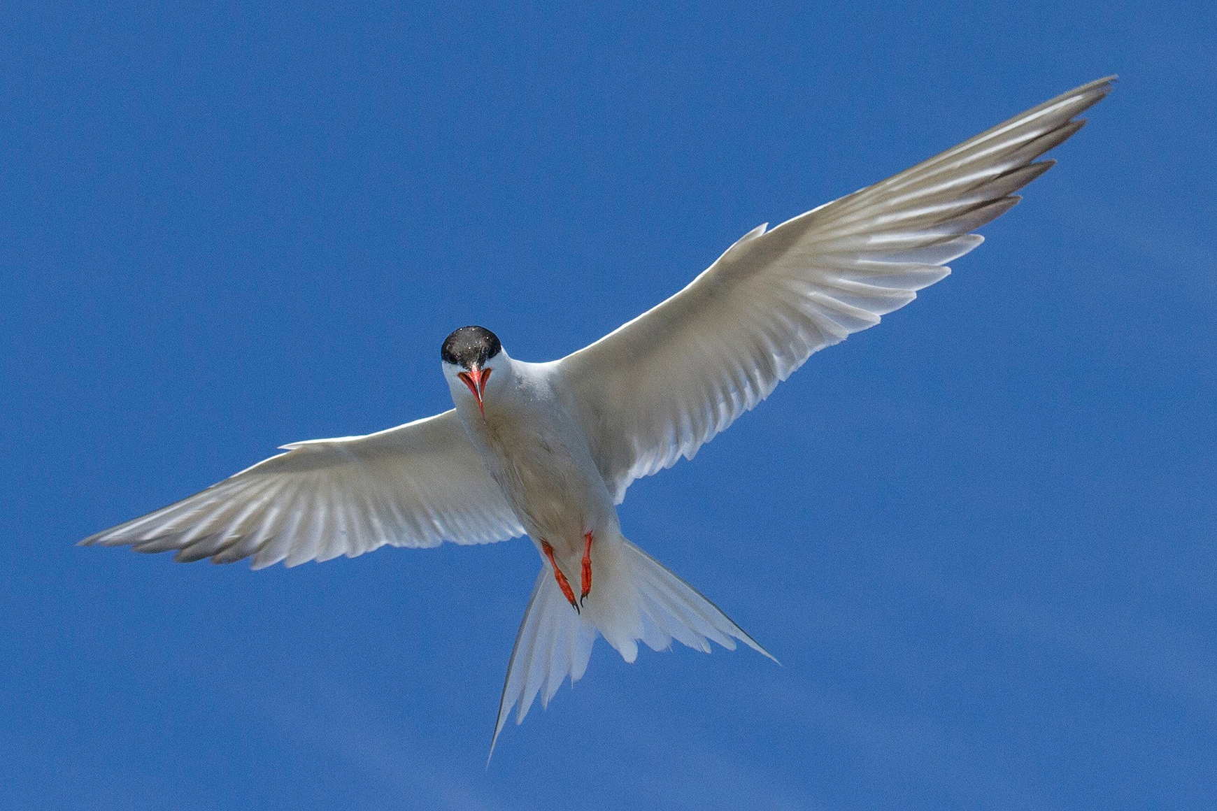 Tern in flight against a blue sky