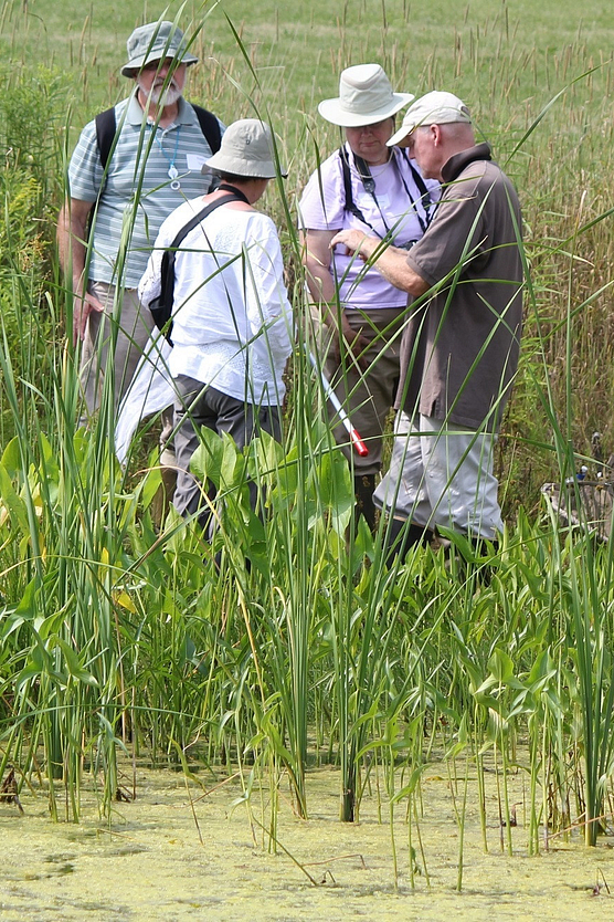 Four people in field gear standing in marsh inspecting a dragonfly