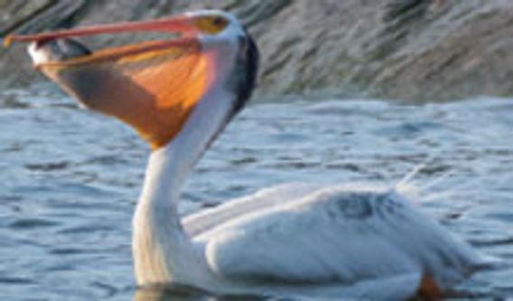 white pelican with fish