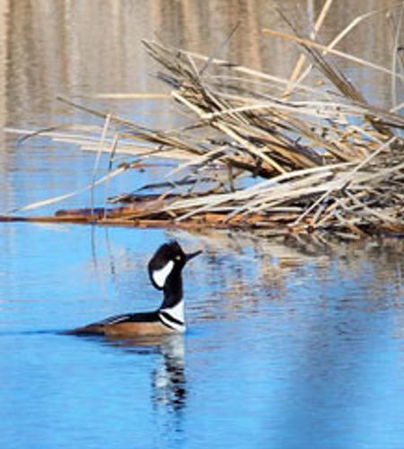 hooded merganser at Horicon Marsh