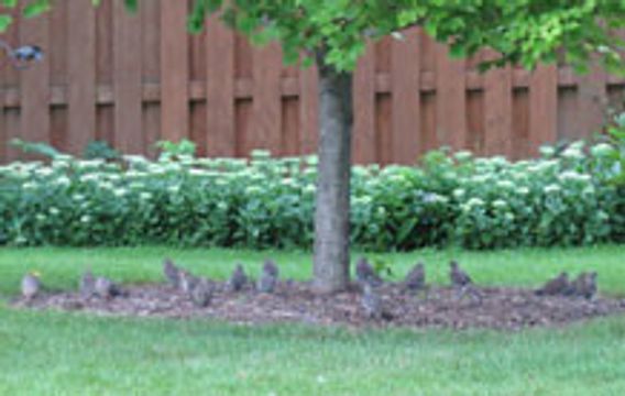 numerous mourning doves under a tree