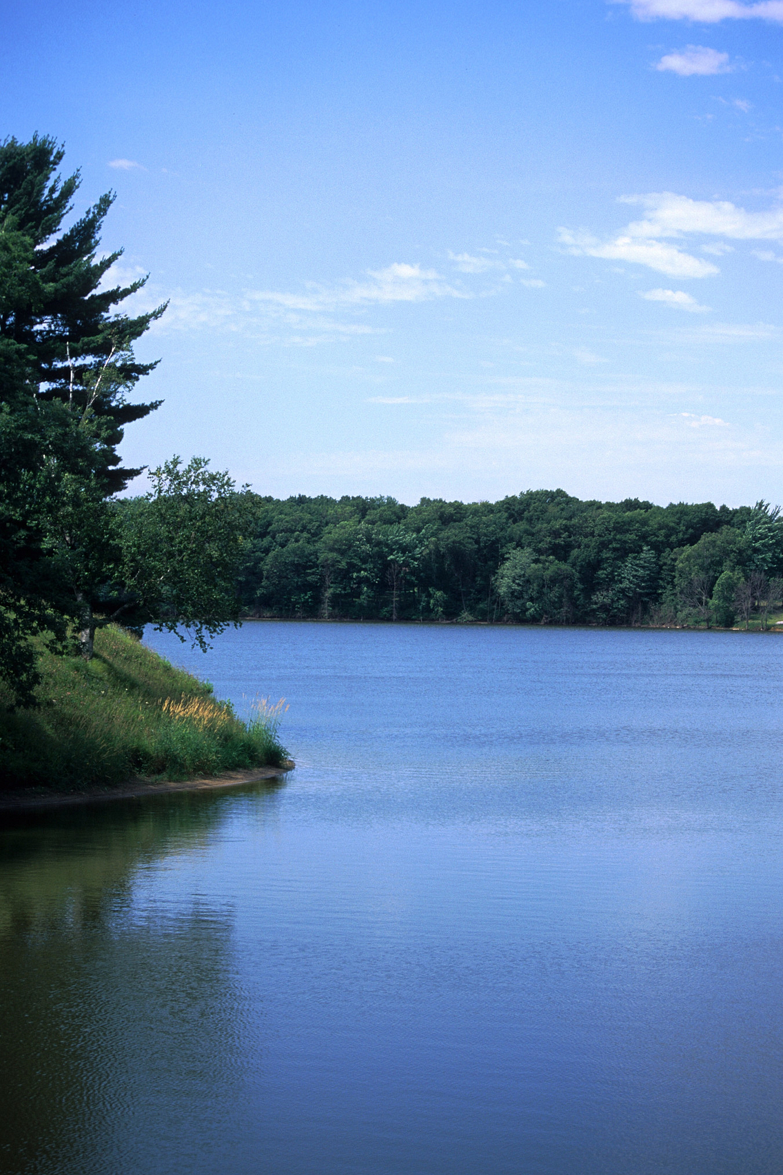 Pine tree overlooking edge of beautiful blue lake