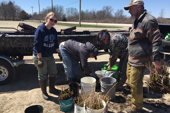 a group works with potted purple loosestrife plants