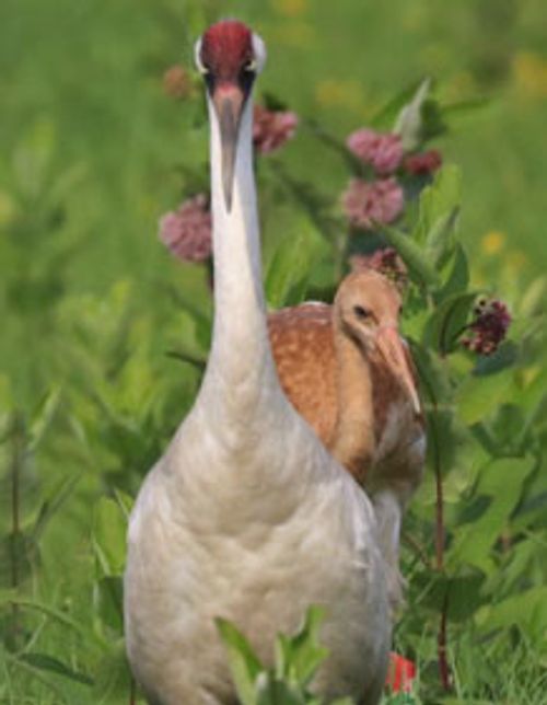 whooping cranes