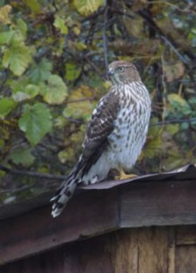 Cooper's hawk on an outbuilding roof