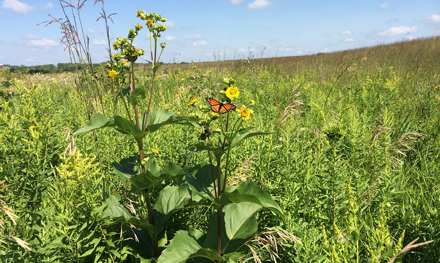 WM_WesternPrairieHabitatRestorationArea_Photo_2014.jpg