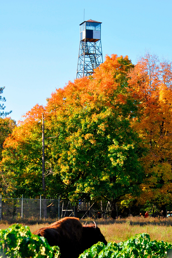 MacKenzie-Center-Fire-Tower.jpeg