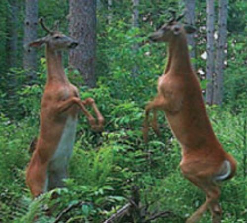 two bucks on hind legs mirroring each other