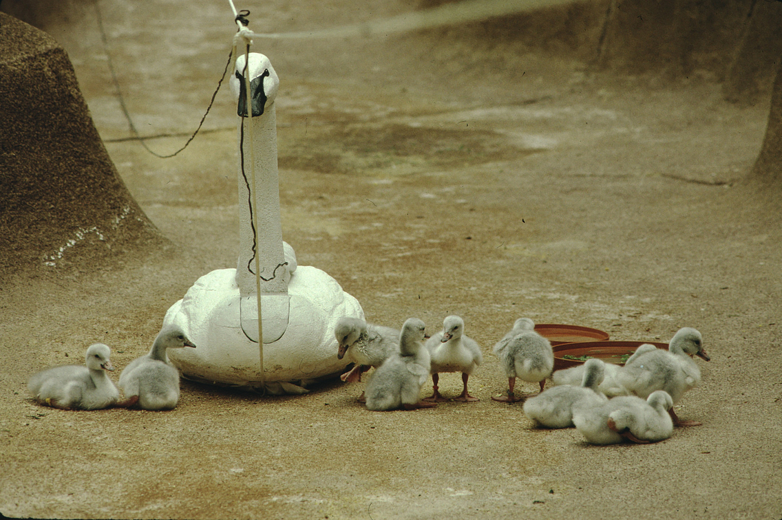 A decoy trumpeter swan sits on a floor with several small cygnets gathered around it