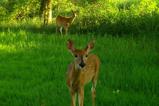 Fawn looks into camera while doe looks on in background in lush green wooded setting