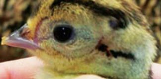 closeup of pheasant chick face