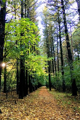 Hiking-trail-and-fire-break-at-the-MacKenzie-Center.jpeg