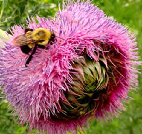 bee on a flower