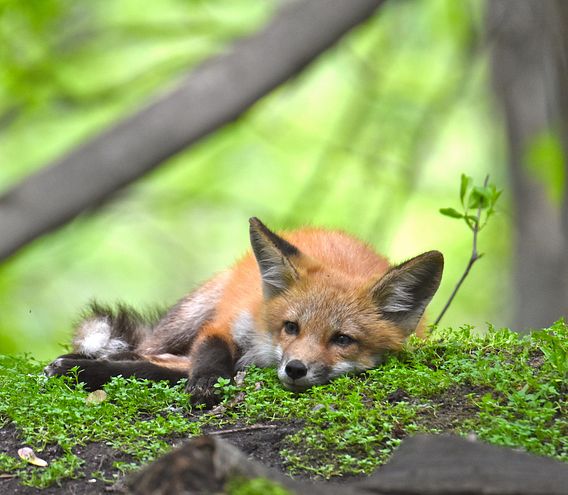 a fox kit lays about at nature center grounds