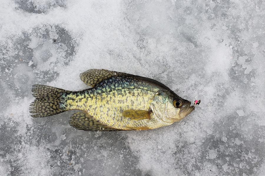Crappie caught by an angler on an Iowa County lake - Photo credit: DNR