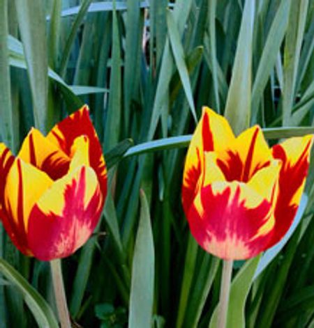 two colorful tulips