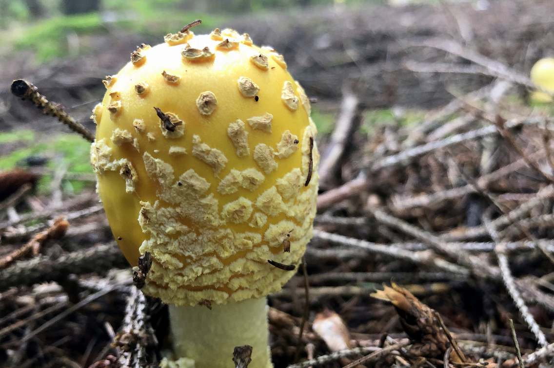 a single yellow mushroom.jpg