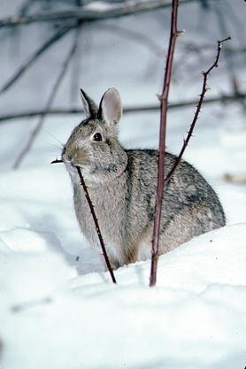 Cottontail rabbit sits in snow nibbling on thorny branch