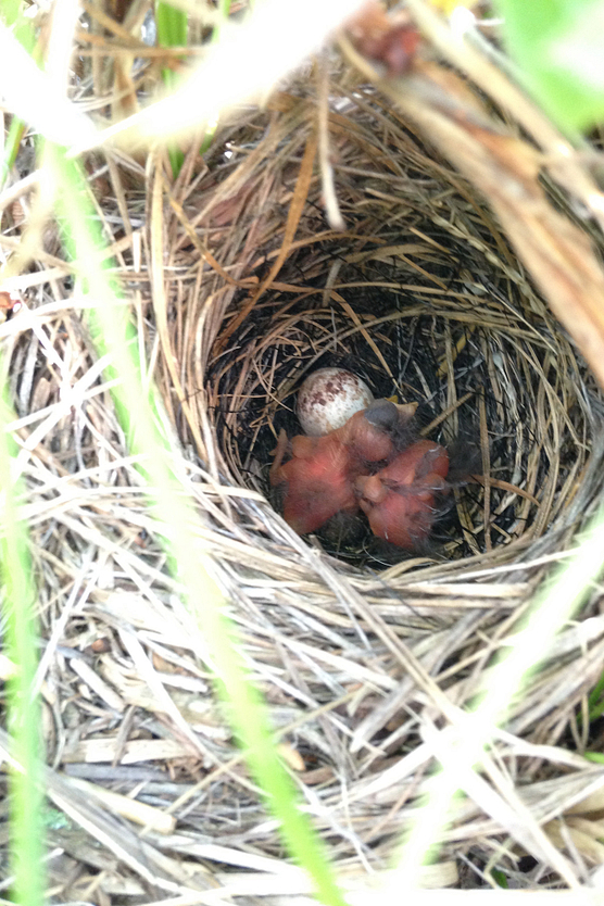 Bird nest with young birds in it