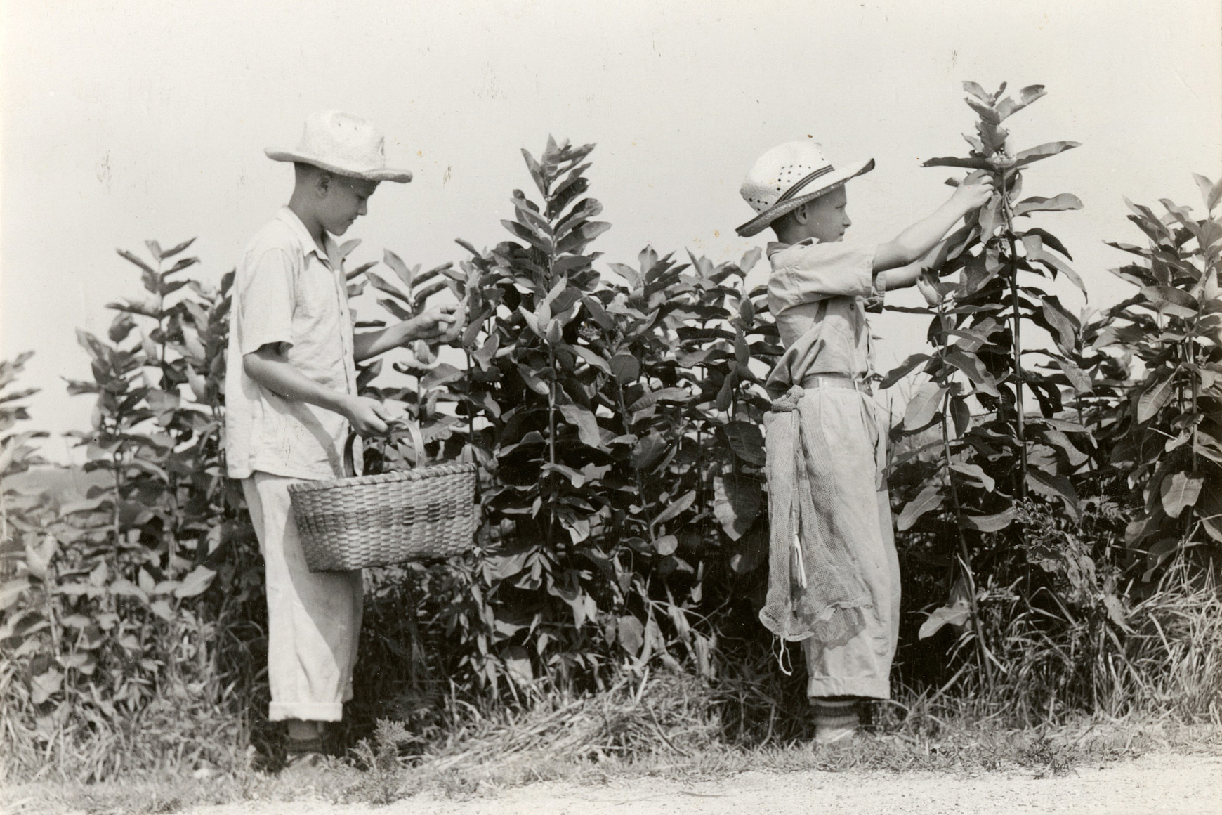 Historic photo of two young boys picking milkweed pods