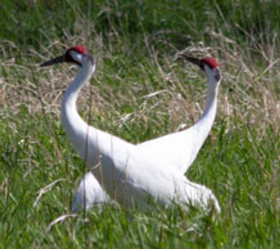 pair of whooping cranes