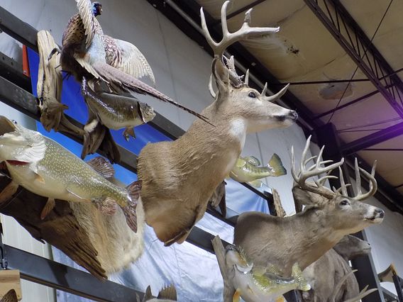 mounted deer heads at McFarlane's