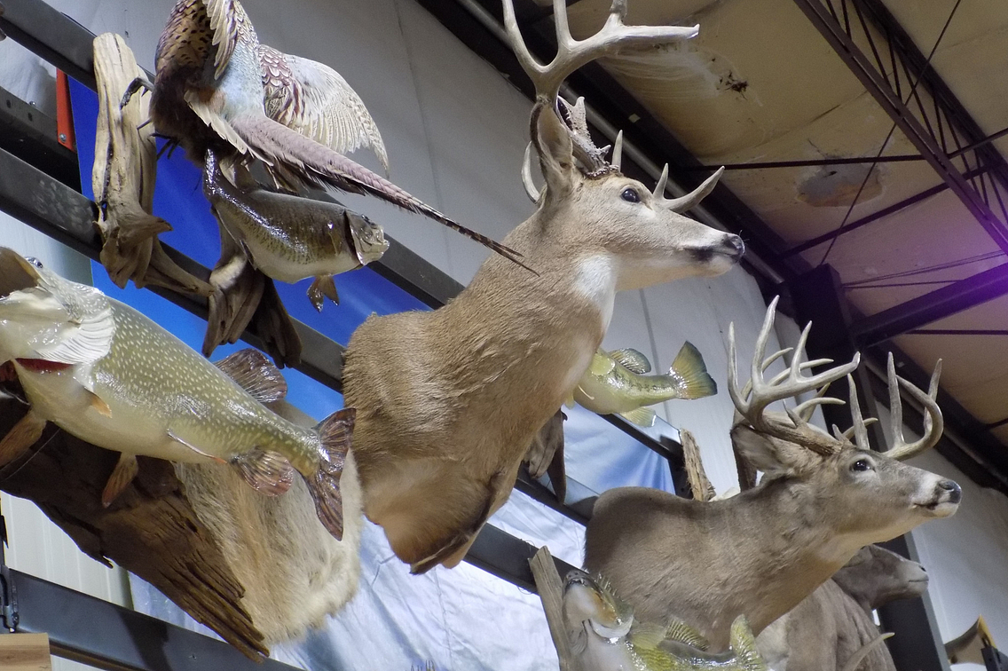 Various mounts of deer, pheasant and fish hanging on a wall