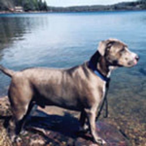 gray dog on pier by lake