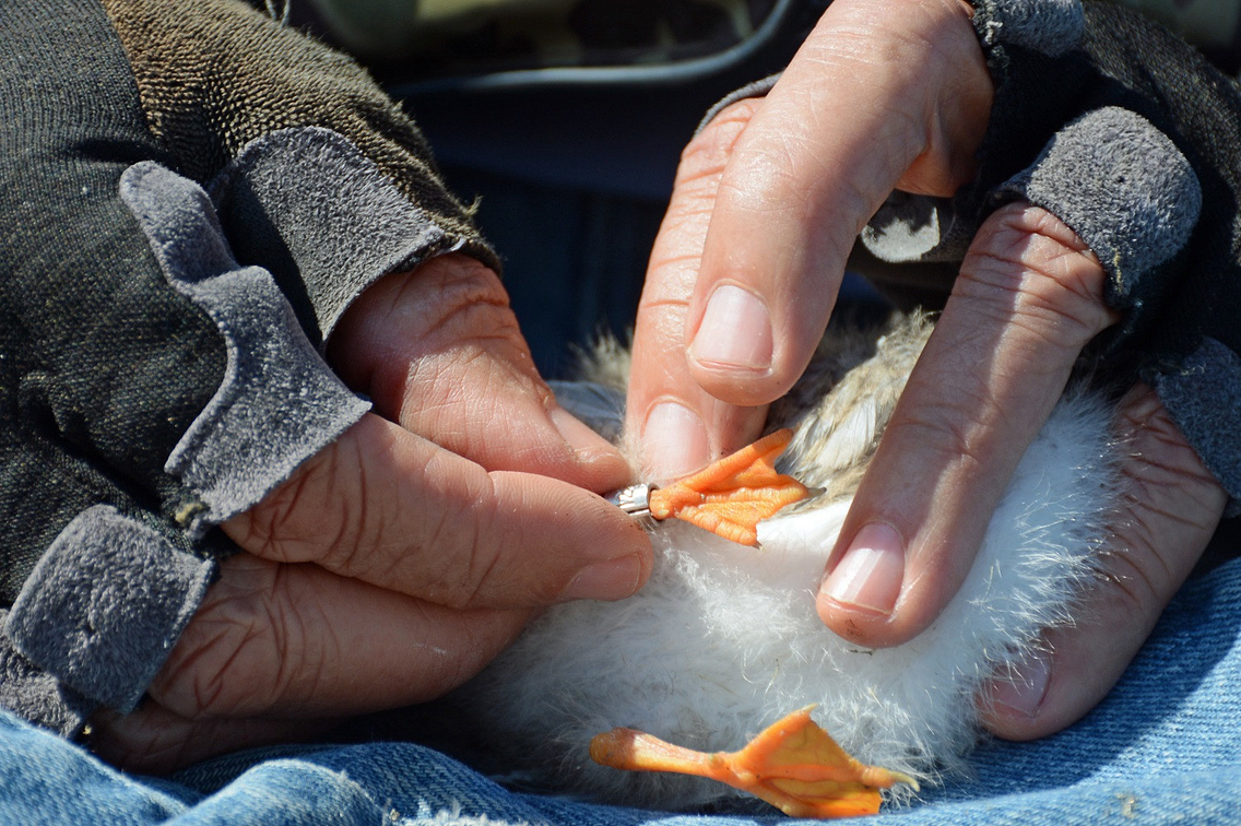 Human hands fitting a band onto the leg of a tern