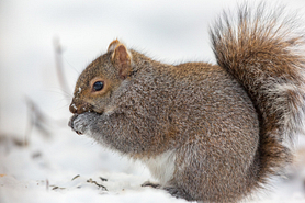 Gray squirrel nibbles on a seed in snowy setting