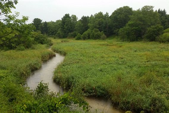 winding brook at Lawrence Creek