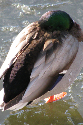 Mallard duck sits on ice with his head tucked under wing